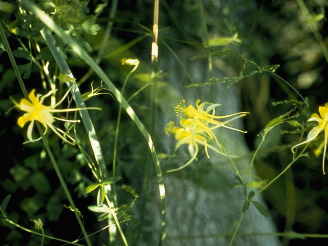 Aquilegia chrysantha var. chaplinei (Chaplin's yellow columbine) #9266