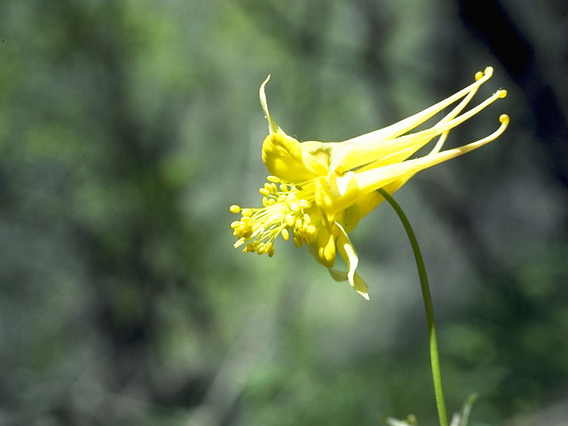 Aquilegia chrysantha (Golden columbine) #9268