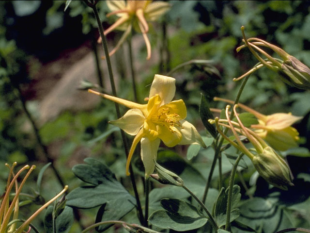 Aquilegia chrysantha (Golden columbine) #9269