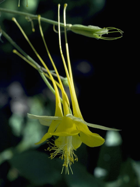 Aquilegia longissima (Longspur columbine) #9291