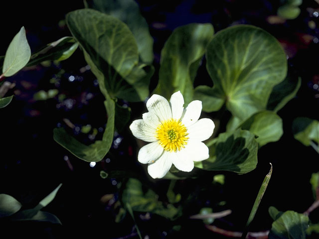 Caltha leptosepala (White marsh-marigold) #9308