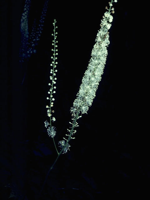 Actaea racemosa var. racemosa (Black cohosh) #9315