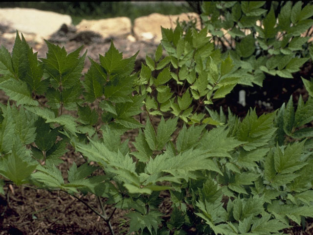 Actaea racemosa var. racemosa (Black cohosh) #9318