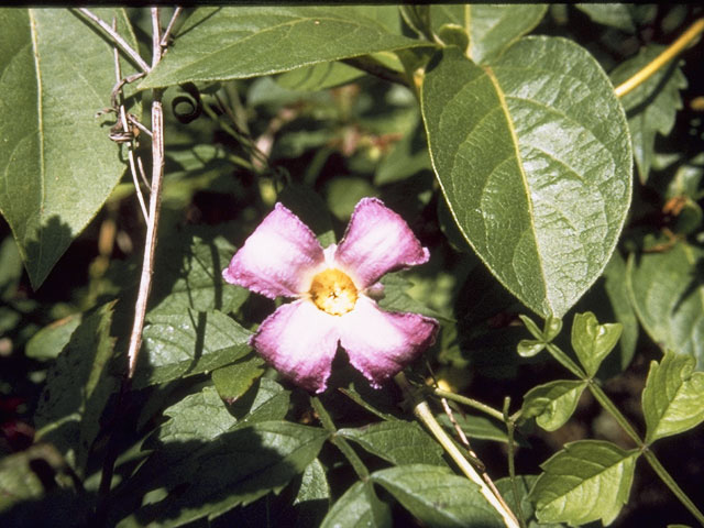 Clematis pitcheri (Purple leatherflower) #9348