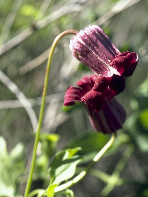 Clematis pitcheri (Purple leatherflower) #9349