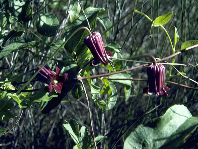 Clematis pitcheri (Purple leatherflower) #9350