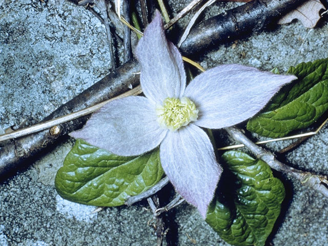 Clematis occidentalis var. occidentalis (Purple clematis) #9362