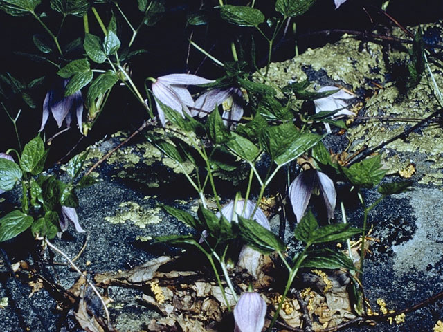 Clematis occidentalis var. occidentalis (Purple clematis) #9363
