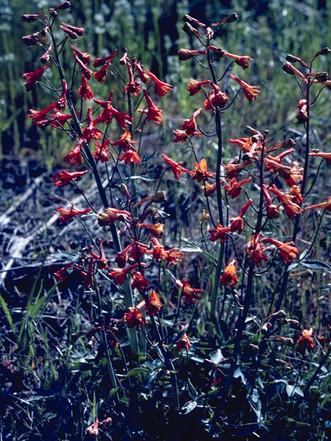 Delphinium cardinale (Scarlet larkspur) #9389