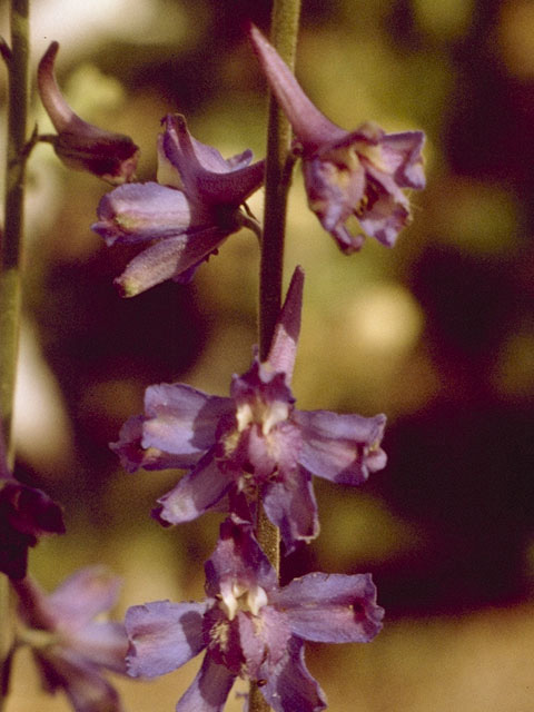 Delphinium carolinianum (Prairie larkspur) #9393