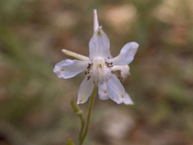 Delphinium carolinianum (Prairie larkspur) #9395
