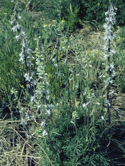 Delphinium hansenii (Eldorado larkspur) #9410