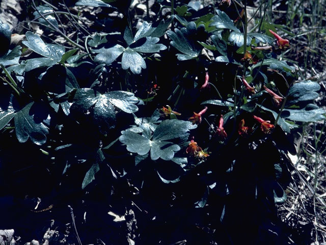 Delphinium nudicaule (Red larkspur) #9417