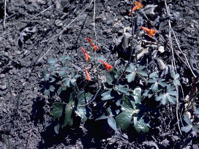 Delphinium nudicaule (Red larkspur) #9418