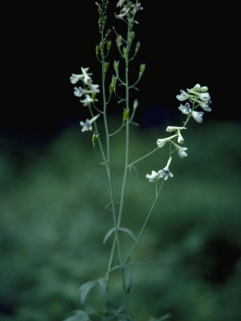 Delphinium carolinianum ssp. virescens (Carolina larkspur) #9442