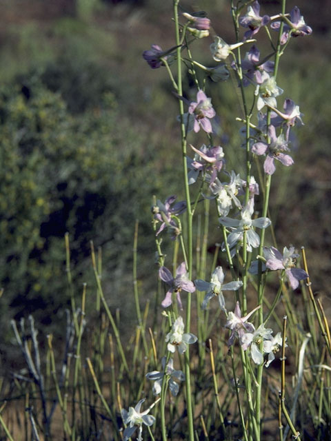 Delphinium carolinianum ssp. virescens (Carolina larkspur) #9445