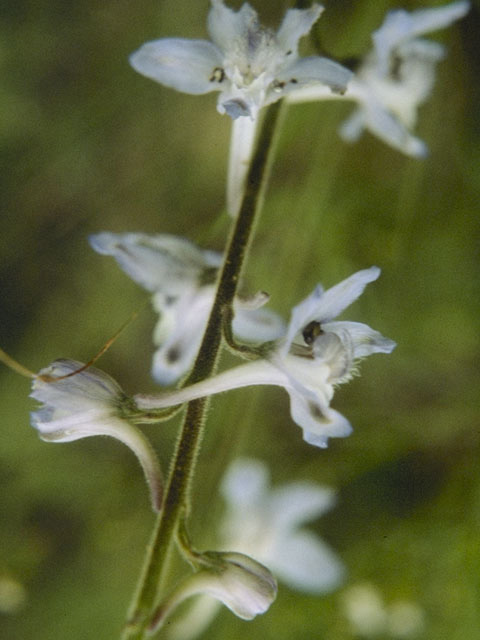 Delphinium carolinianum ssp. virescens (Carolina larkspur) #9447