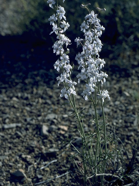 Delphinium carolinianum ssp. virescens (Carolina larkspur) #9448