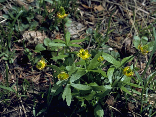 Ranunculus abortivus (Littleleaf buttercup) #9466