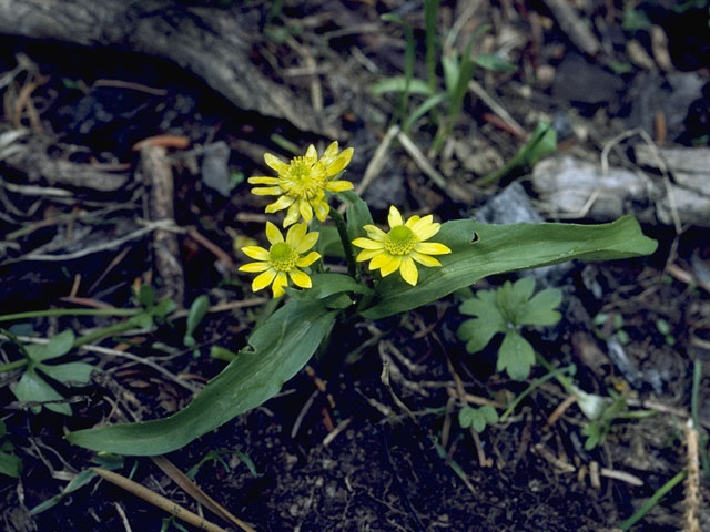 Ranunculus alismifolius (Plantainleaf buttercup) #9472