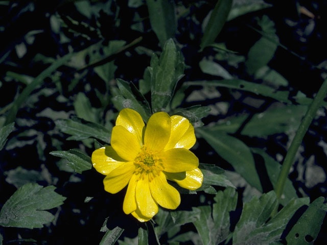 Ranunculus hispidus var. nitidus (Bristly buttercup) #9480
