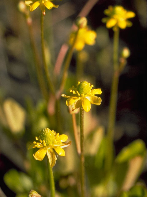 Ranunculus cymbalaria (Alkali buttercup) #9483