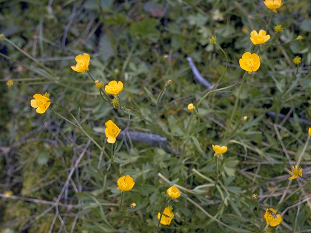 Ranunculus eschscholtzii (Eschscholtz's buttercup) #9484