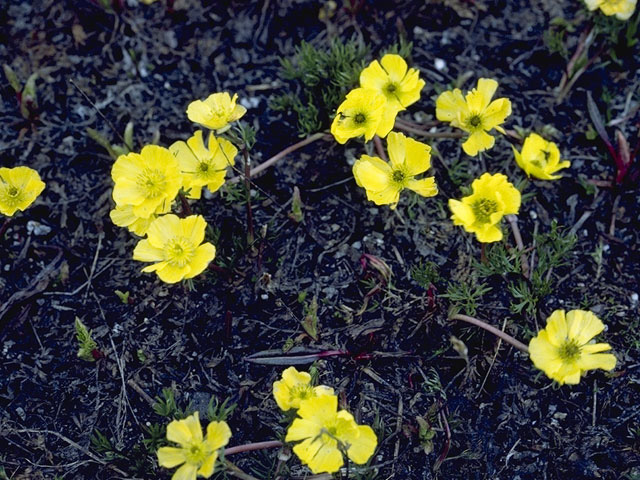 Ranunculus eschscholtzii (Eschscholtz's buttercup) #9486