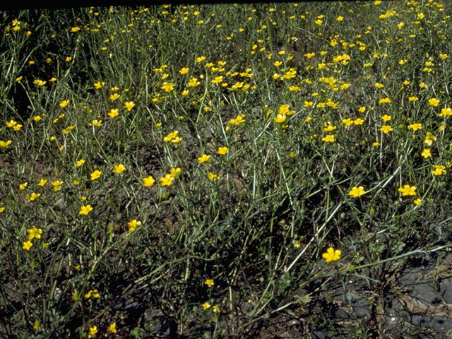 Ranunculus fascicularis (Early buttercup) #9489