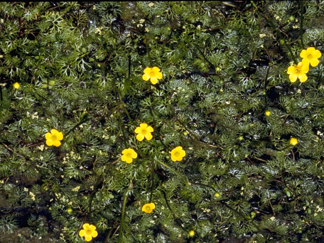 Ranunculus flabellaris (Yellow water buttercup) #9491