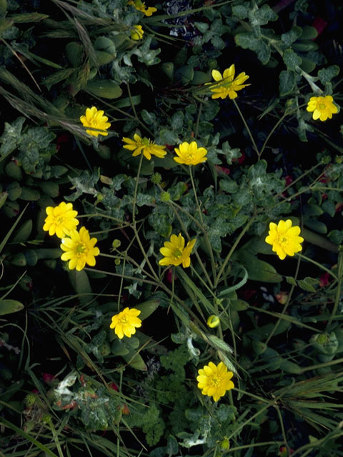 Ranunculus flammula (Greater creeping spearwort) #9492