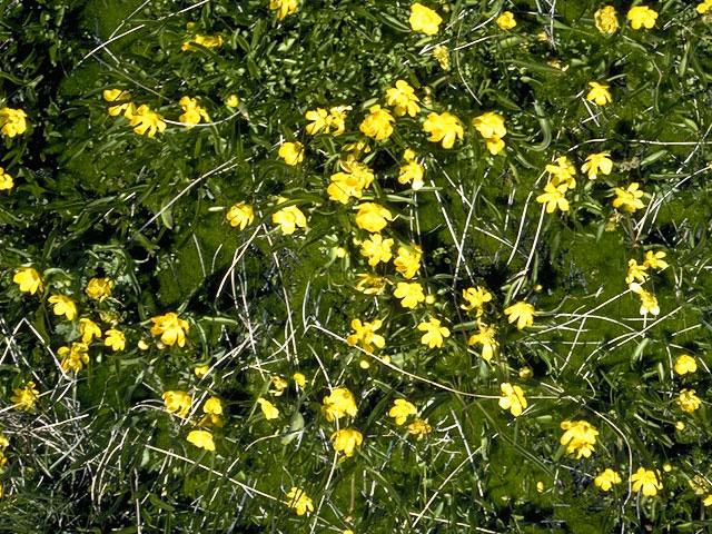 Ranunculus flammula (Greater creeping spearwort) #9493