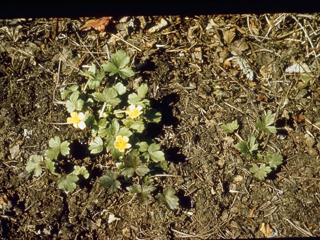 Ranunculus hispidus (Bristly buttercup) #9496