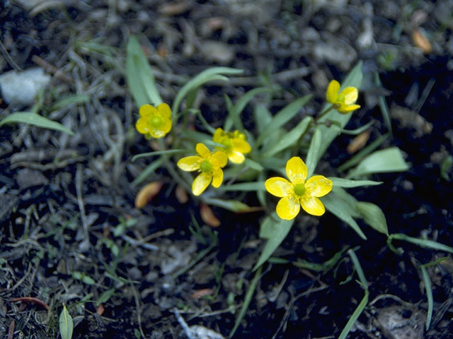 Ranunculus jovis (Utah buttercup) #9497