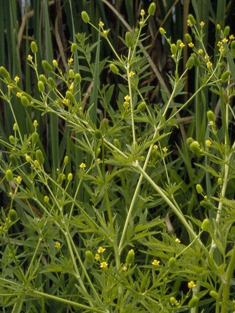 Ranunculus pensylvanicus (Pennsylvania buttercup) #9509