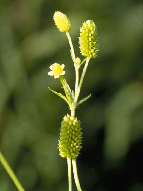 Ranunculus pensylvanicus (Pennsylvania buttercup) #9510