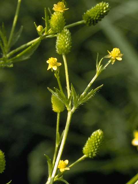 Ranunculus pensylvanicus (Pennsylvania buttercup) #9511