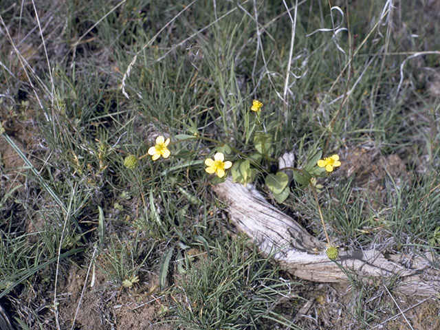 Ranunculus populago (Popular buttercup) #9512