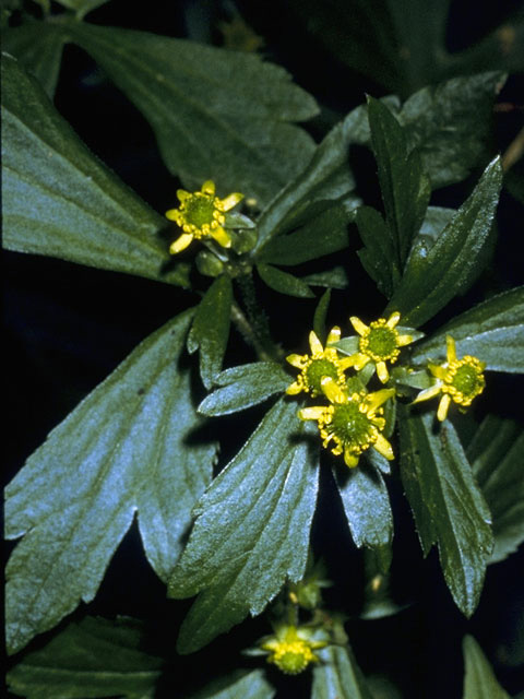 Ranunculus sceleratus (Cursed buttercup) #9518