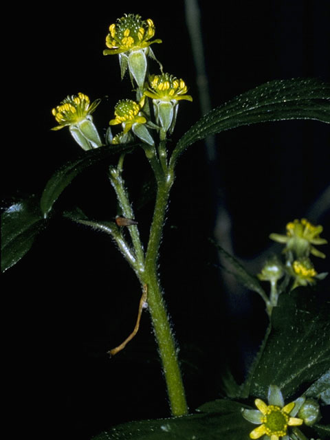 Ranunculus sceleratus (Cursed buttercup) #9519