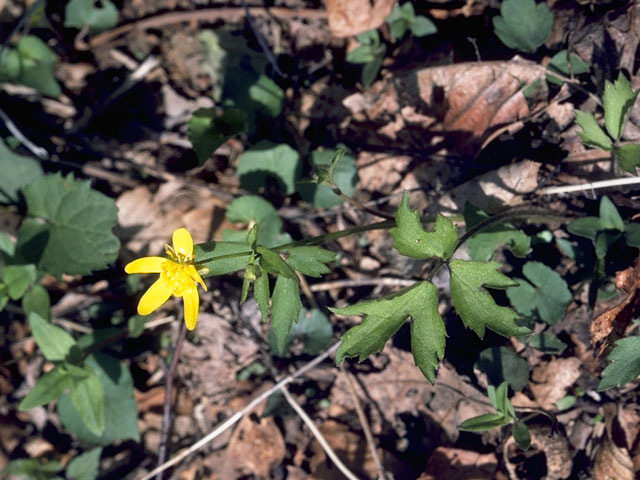 Ranunculus hispidus var. nitidus (Bristly buttercup) #9520