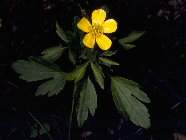 Ranunculus hispidus var. nitidus (Bristly buttercup) #9523