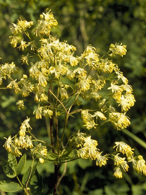 Thalictrum dioicum (Early meadow-rue) #9529