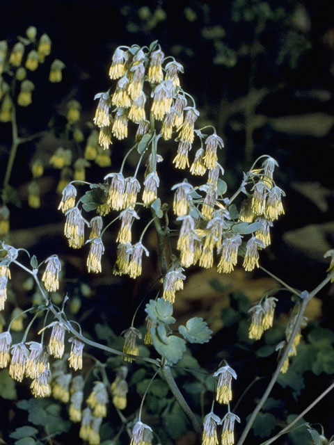 Thalictrum dioicum (Early meadow-rue) #9530