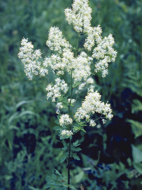 Thalictrum pubescens (King of the meadow) #9532