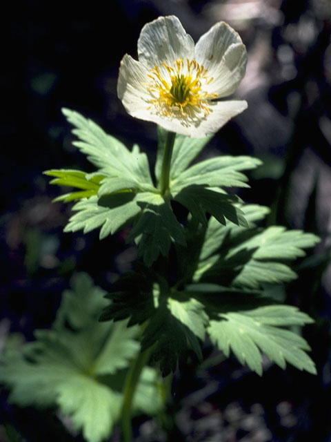 Trollius laxus (American globeflower) #9542