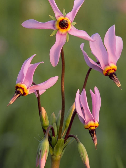 Dodecatheon meadia (Eastern shooting star) #9563