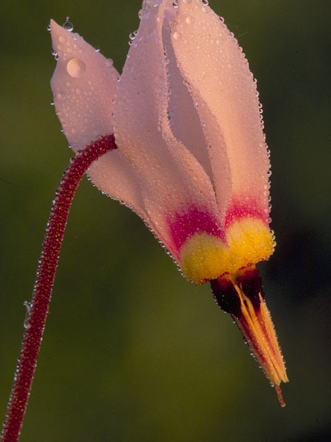 Dodecatheon meadia (Eastern shooting star) #9565