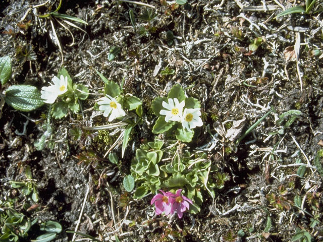 Primula cuneifolia ssp. saxifragifolia (Wedgeleaf primrose) #9602