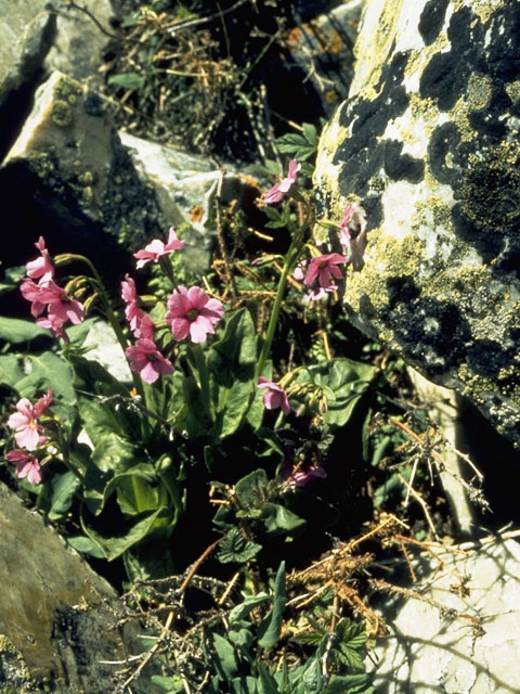 Primula parryi (Parry's primrose) #9608
